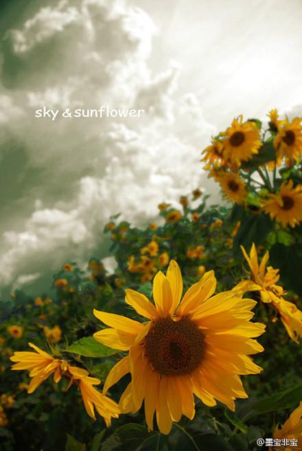 墨宝非宝一厘米的阳光 墨宝非宝一厘米的阳光